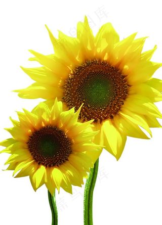 向日葵图片