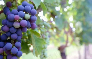 葡萄图片