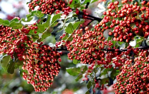 花椒桂皮陈皮茴香调料图片