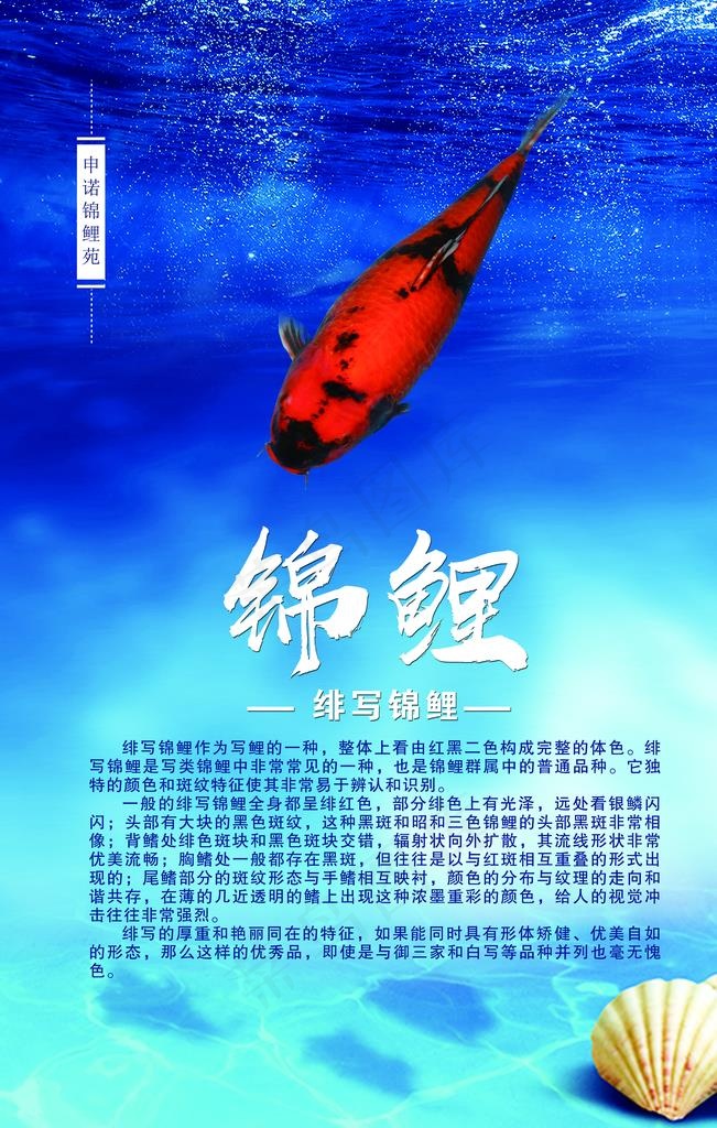 锦鲤简介图片(3150X4724(DPI:100))psd模版下载