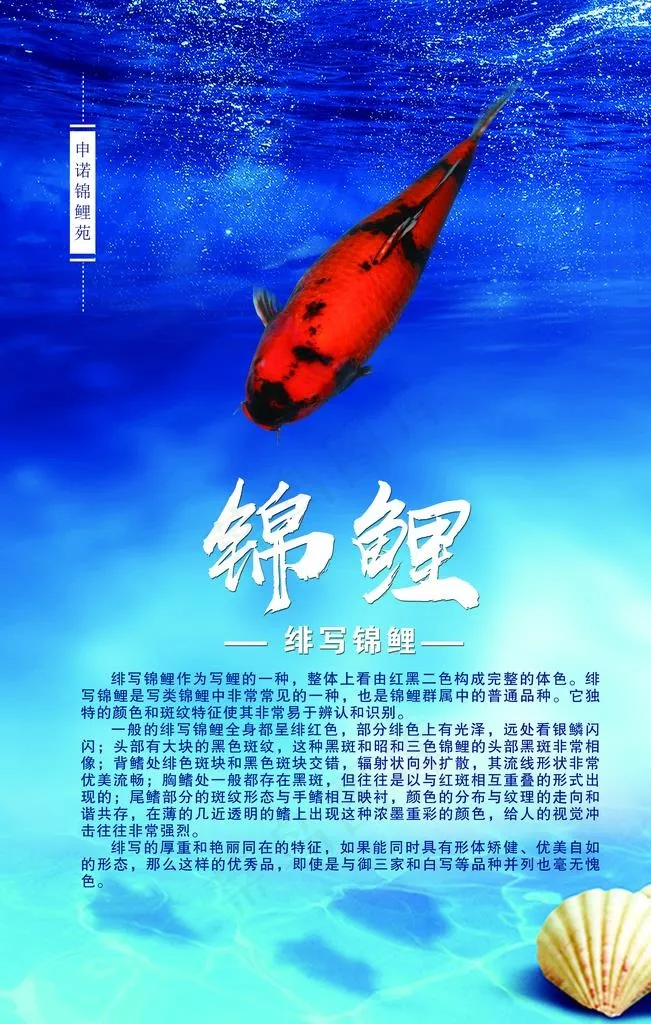 锦鲤简介图片(3150X4724(DPI:100))psd模版下载
