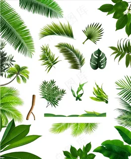 棕榈叶椰树海草绿色树叶子分层透图片 棕榈叶椰树海草绿色树叶子分层透图片