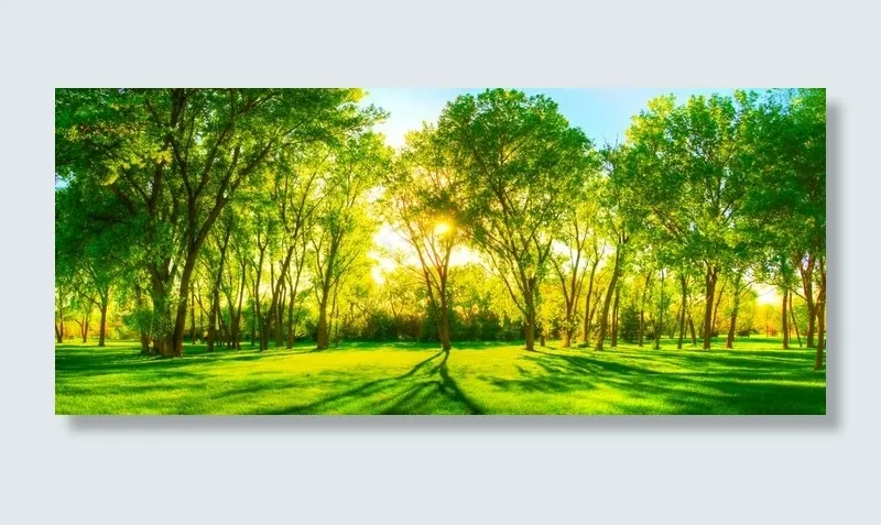 阳光森林图片