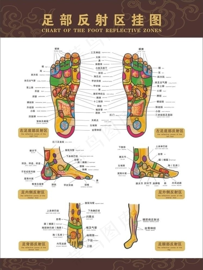 脚部穴位图图片