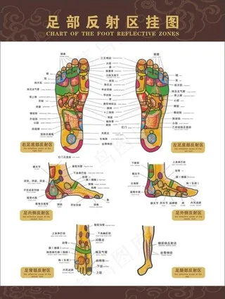 脚部穴位图图片
