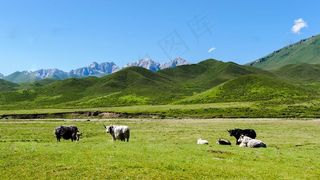 草原 白牦牛图片