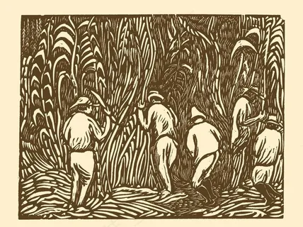 割甘蔗图片 割甘蔗图片