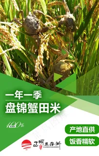 盘锦蟹田大米图片