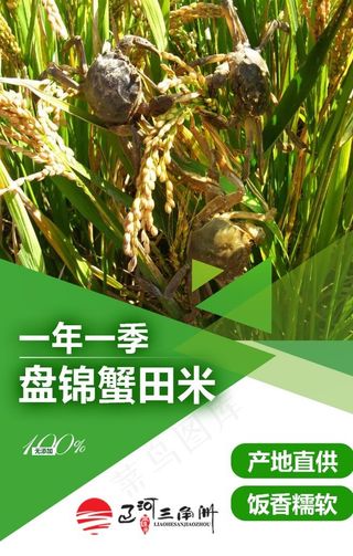 盘锦蟹田大米图片