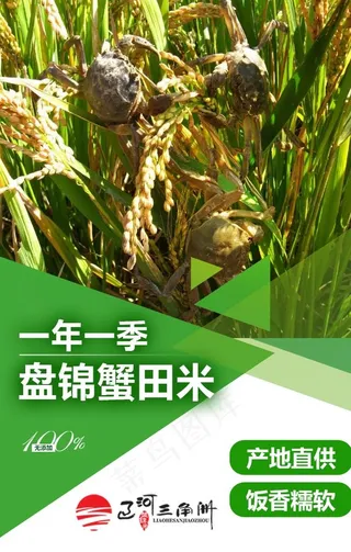 盘锦蟹田大米图片