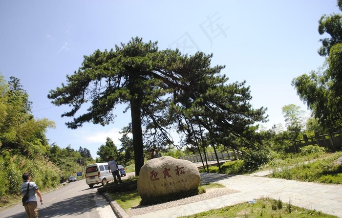 迎客松图片