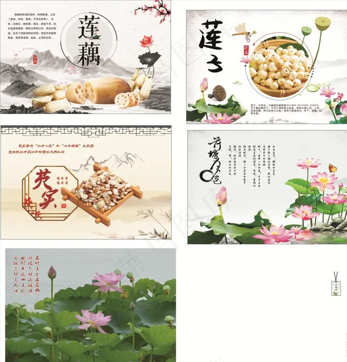 莲藕 莲子 芡实图片(1200X800)cdr矢量模版下载