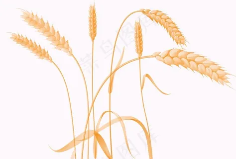麦穗抠图图片 麦穗抠图图片