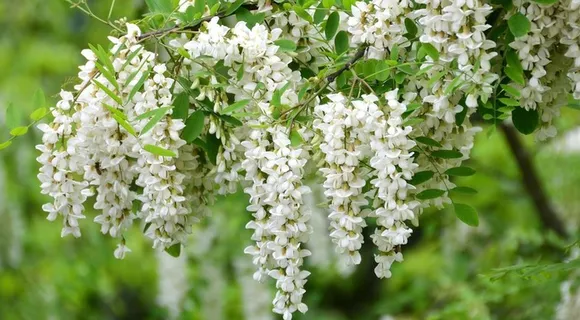 洋槐花图片 洋槐花图片