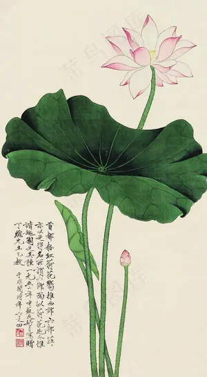荷花图片 荷花图片