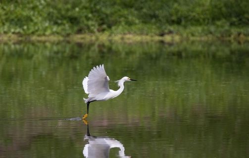 白鹭空山鸟语图片