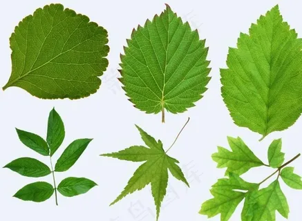 树叶图片 树叶图片