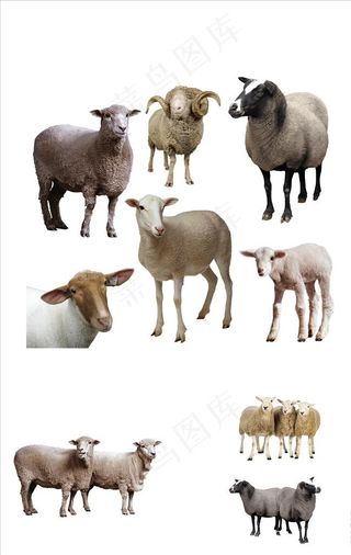 免抠绵羊png素材图片