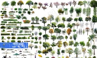 园林植物立面树psd图片