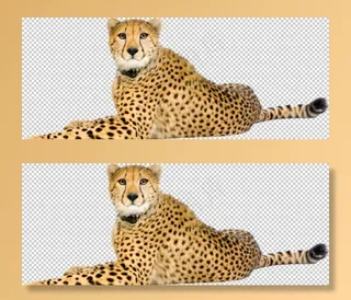 豹子 豹 雷豹 猎豹 肉食动物图片