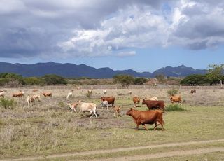景观 山 云 天空 蓝色 母牛图片