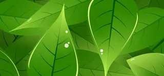 树叶背景图图片