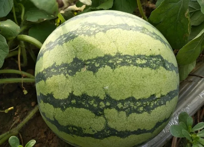 瓜地里的大西瓜图片