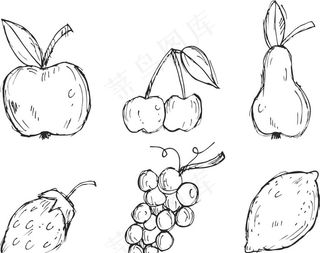 矢量水果线稿图片
