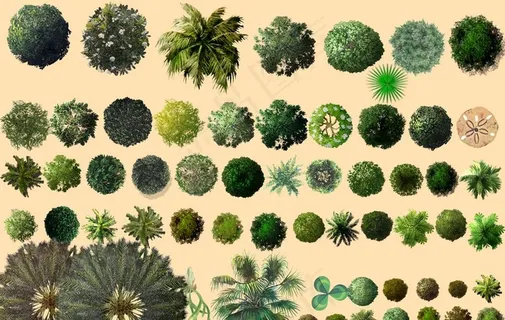 树 平面素材 景观 真实图片