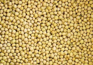 黄豆图片