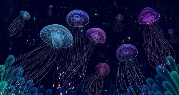 发光水母珊瑚图片