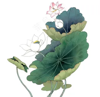 水墨风荷花图片