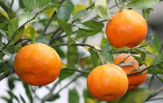 树枝上的柑橘图片