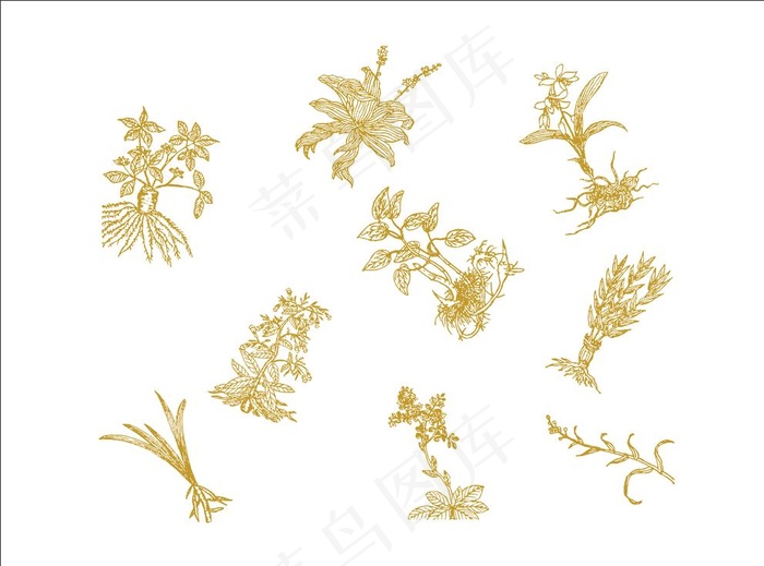 中草药线条画图片cdr矢量模版下载