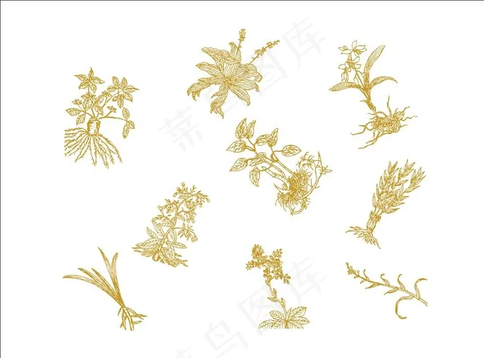 中草药线条画图片cdr矢量模版下载