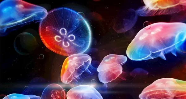 水母图片 水母图片