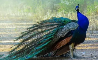 孔雀图片