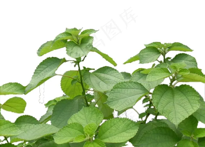 苎麻图片psd模版下载