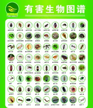 昆虫图谱图片