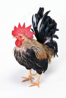 大公鸡图片