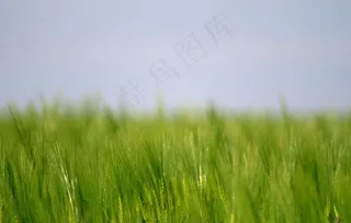 大麦图片