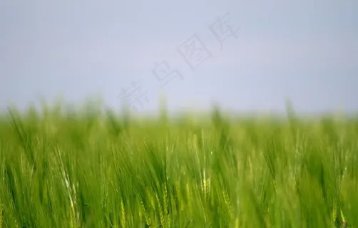大麦图片 大麦图片