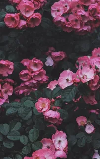 花卉图片 花卉图片