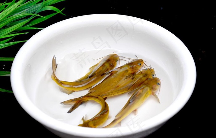 黄辣丁图片