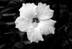 芙蓉花图片