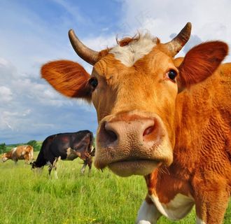 奶牛图片