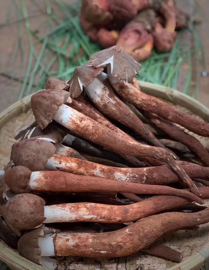 鸡枞菌图片