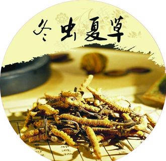 冬虫夏草图片