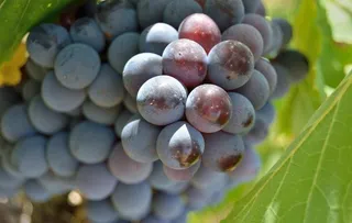 葡萄图片
