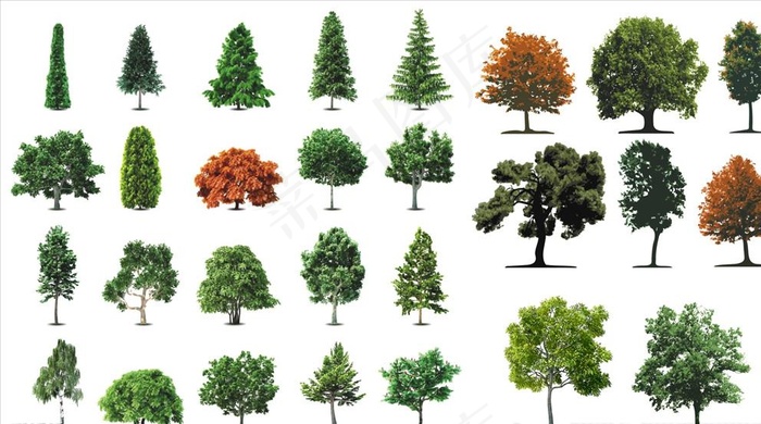 手绘大树松树图片